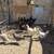 Chickens 4 thumbnail
