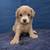 Cavapoos 14 thumbnail