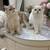 British shorthair and longhair Kitten for sales 12 thumbnail