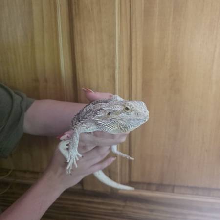 Bearded dragon 1
