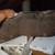 WILLYS JEEP CJ2A.3A,3B,M38, ETC LEFT FLAT FENDER/ USED 6 thumbnail