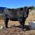 2 year old open Angus Heifer 1 thumbnail