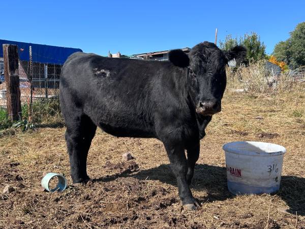 2 year old open Angus Heifer 1