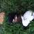 Mini Lop Bunny ~ 10 thumbnail