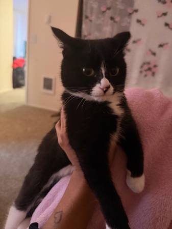 Kitten for sale -$50 1