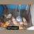 Fertile hatching full breed eggs huevo fertile gallinas 14 thumbnail