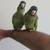 Blue Crown Conure 4 thumbnail