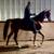 Pretty Saddlebred Mare 4 thumbnail
