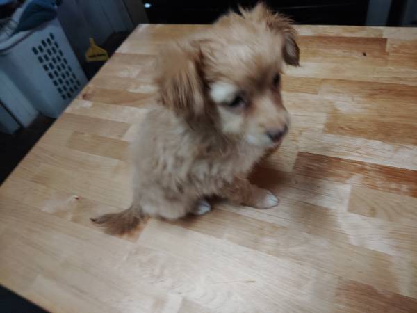 Cachorro Maltipoo (LAS CRUCES)63622265566595121