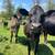 Feeder Steers 1 thumbnail