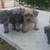 Schnauzer puppies 5 thumbnail