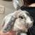 Bunny for adoption 1 thumbnail