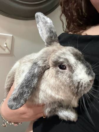 Bunny for adoption 1