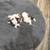 Maltese Puppies for sale 15 thumbnail