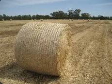 Hay Alfalfa Available 1