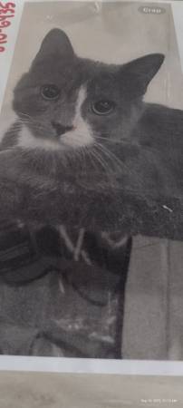 Gato gris desaparecido con 4 patas blancas--Hollywood Bld./Sycamore ave./Franklin (Hollywood)63829968334209120