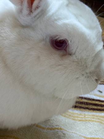 Bunny Rabbits, Princess and Stan, seek loving home (berkeley)64188536803330123