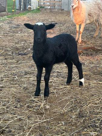 Ram lamb 1