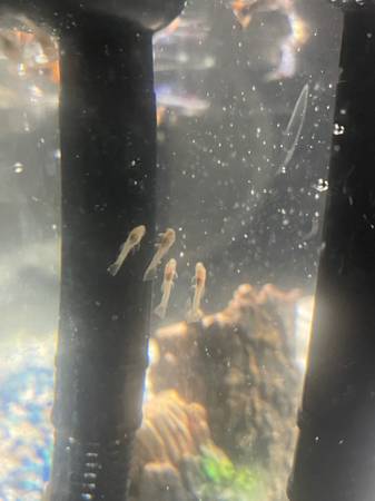 Albino Bristlenose pleco babies63469793678979121