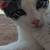 kitten 3 thumbnail