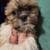 Shihtzu 1 thumbnail