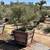 Fruitless Olive Trees for Landscapers & Contractors 12 thumbnail