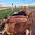 Jersey steers 2 thumbnail