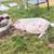 Mini pigs 3 thumbnail