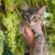 Rehoning Kitties 5 thumbnail