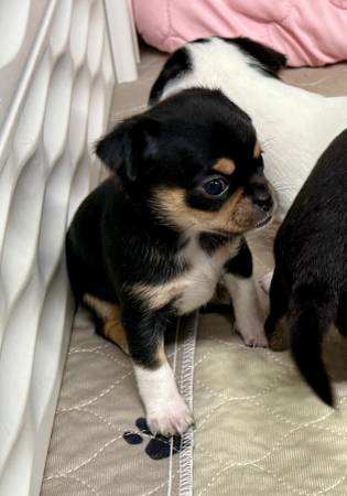 Cachorro de Chihuahua (Shepherd, TX)63859314508419122