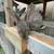 Rabbits 8 thumbnail
