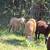 Purebred Katahdin Hair Sheep Looking For New Pastures 13 thumbnail