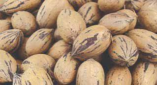 Pecan trees. Grafted 1