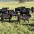 Open SIM x angus replacement heifers 5 thumbnail