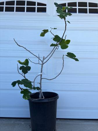 Flander's Fig Fruit Tree 1