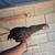 Chickens 1 thumbnail