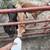Bottle calves 4 thumbnail