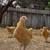 Buff Orpington Hens 4 thumbnail