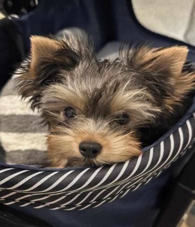 teacup mini-------yorkie pups 1