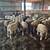 Ile-De-France ram lambs 2 thumbnail