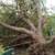 Storm Damage, Tree and Debris Removal  Storm 4 thumbnail