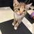 Kitten 3 thumbnail