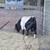 Boer cross goat kids (Nubian-Niger dam) 9 thumbnail