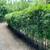 Gracilis Bamboo ~ Premier Clumping Bamboo for Privacy 13 thumbnail