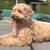 Goldendoodle Guardian home opportunity 2 thumbnail