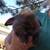 Mini lops bunnies 4 thumbnail