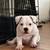 American Bully for sale female $3500 12 thumbnail