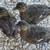 Looking for 1 SQ Grey Call Ducks 16 thumbnail