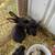 New Zealand Rabbits and bunnies whites and blacks 5 thumbnail