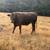 Wagyu cross steers 3 thumbnail
